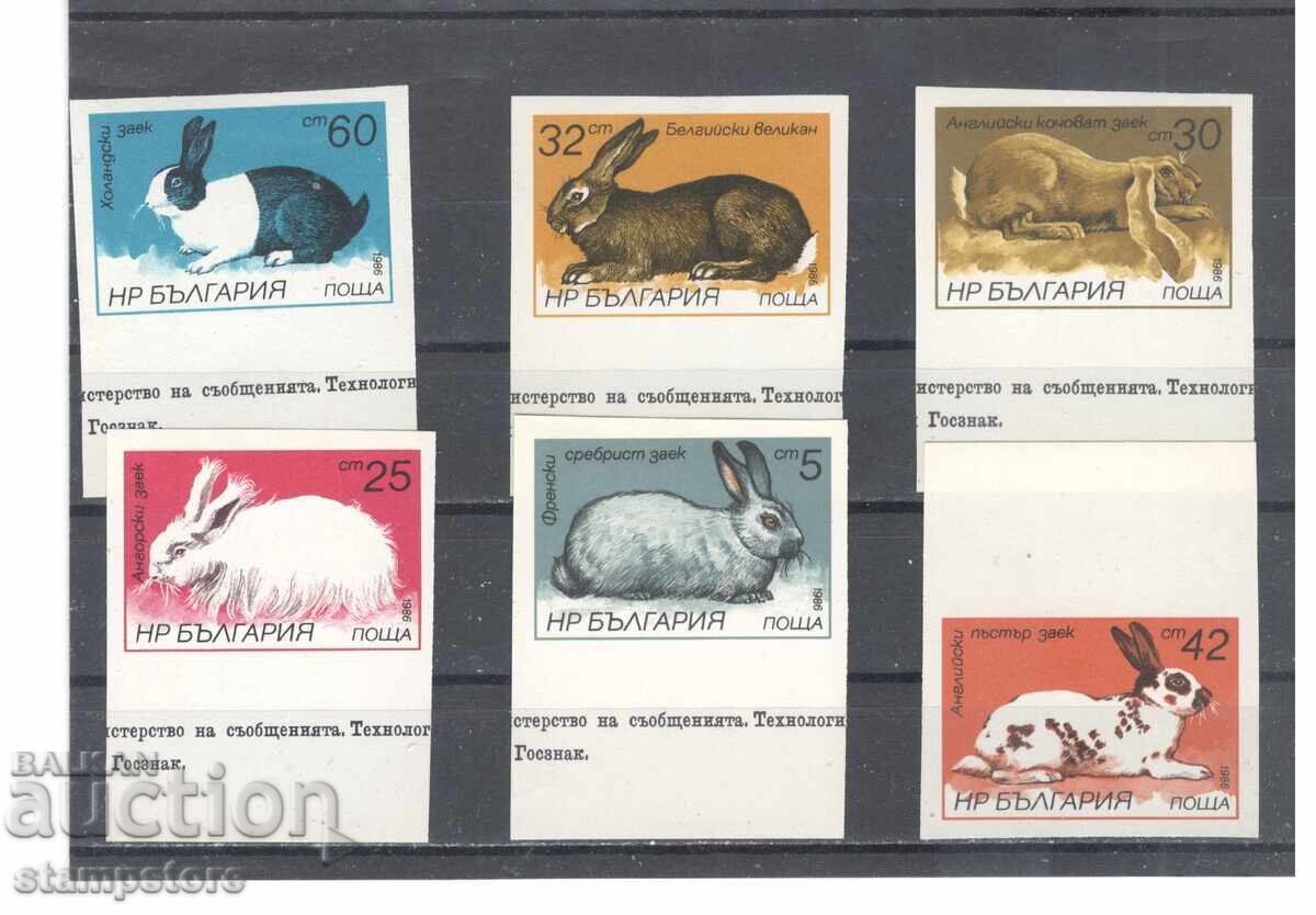 Rabbit series - un-notched