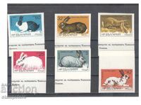 Rabbit series - un-notched