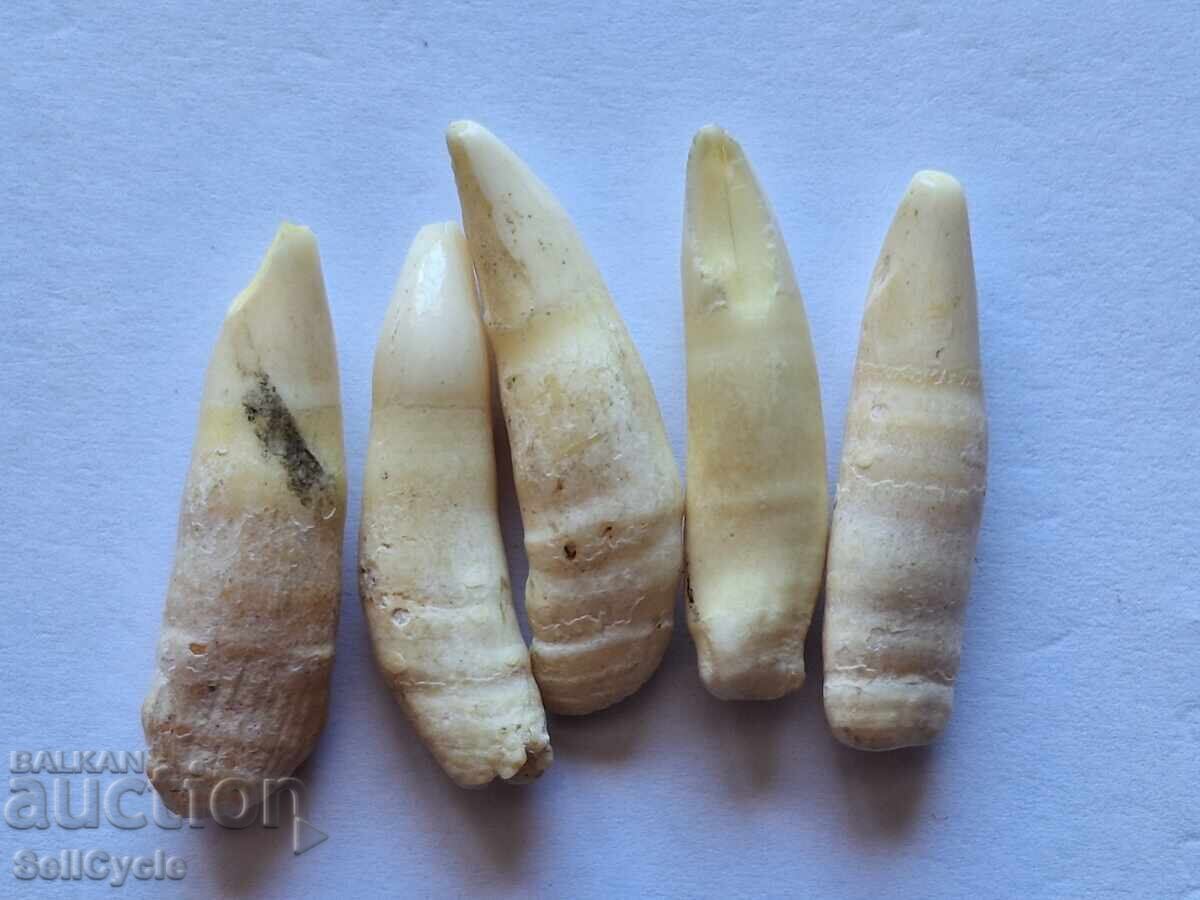 ✅ DELPHIN TEETH ❗