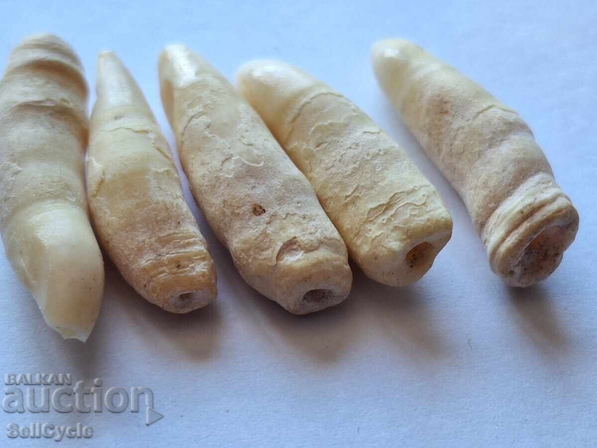 ✅ЗЪБИ ОТ ДЕЛФИН ❗ с цена 20.00 лв. | € 10.23