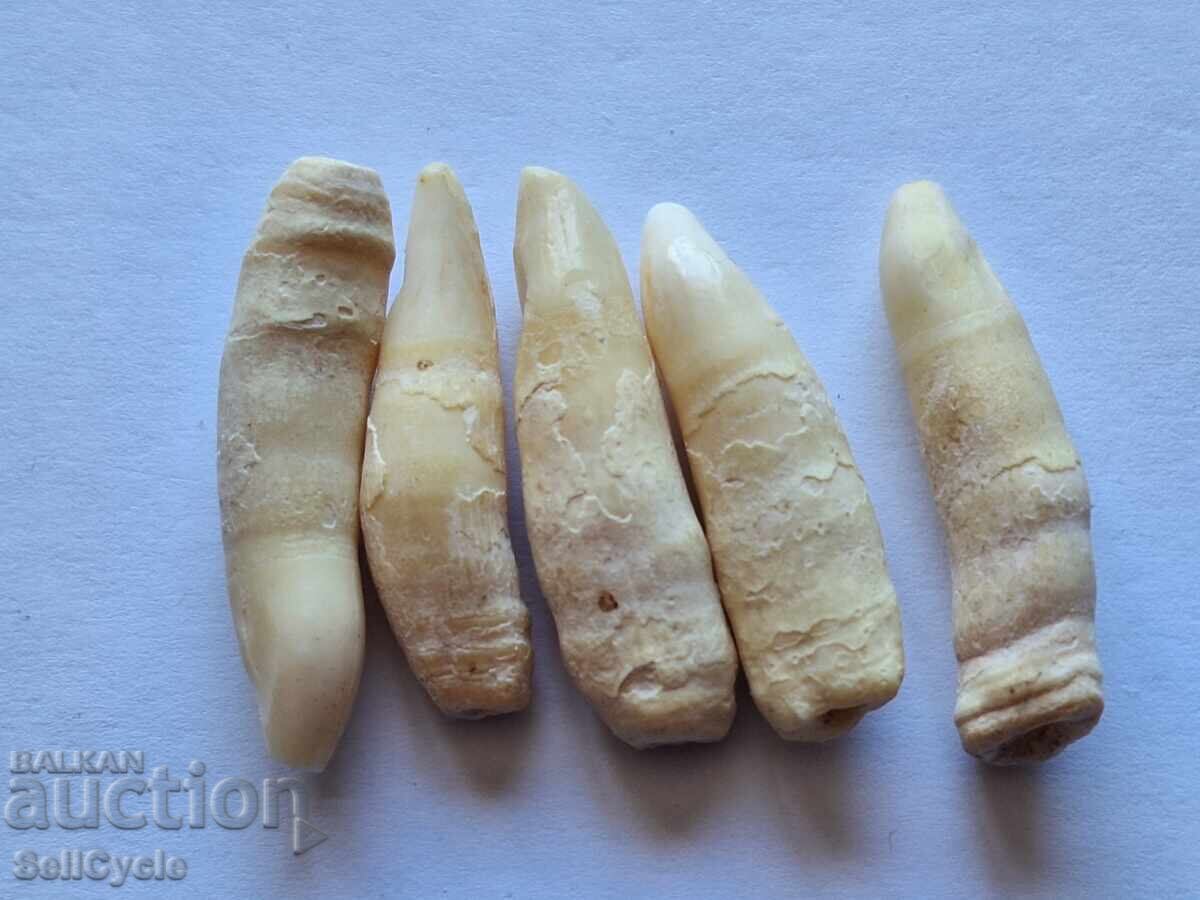 ✅ЗЪБИ ОТ ДЕЛФИН ❗