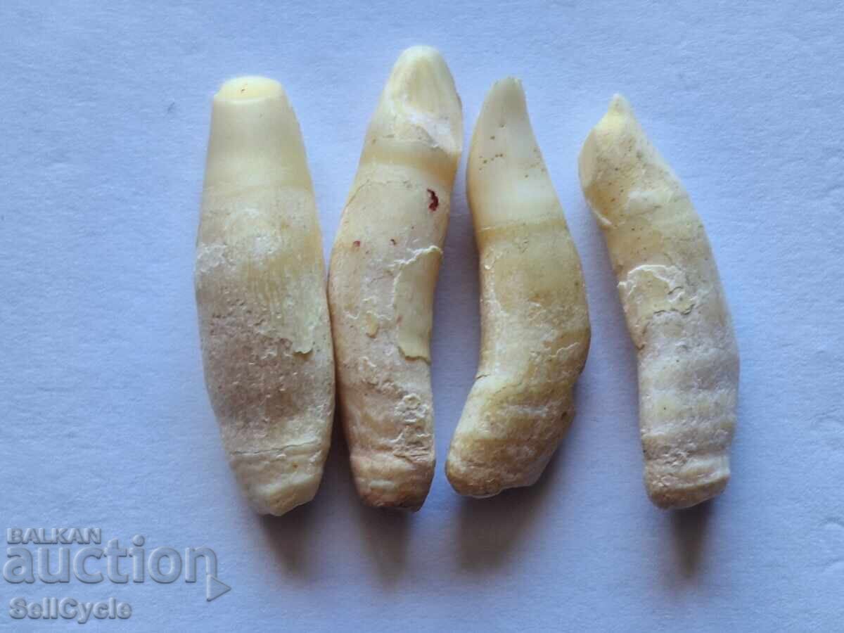 ✅ΔΟΝΤΙΑ ΑΠΟ ΔΕΛΦΙΝΙ ❗