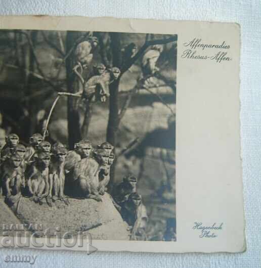 Стара снимка картичка "Маймунски рай" - зоопарк Хагенбек с цена 3.00 лв. | € 1.53 Стара снимка картичка "Маймунски рай" - зоопарк Хагенбек с цена 3.00 лв. | € 1.53