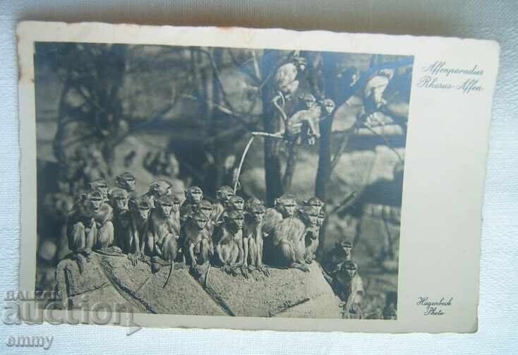 Стара снимка картичка "Маймунски рай" - зоопарк Хагенбек Стара снимка картичка "Маймунски рай" - зоопарк Хагенбек