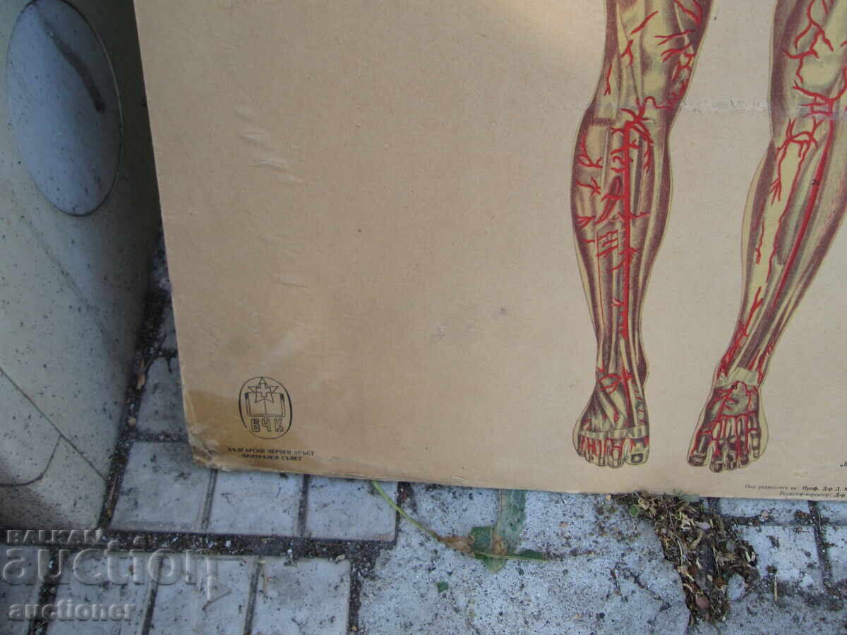 TABLOU VECHI EDUCAȚIONAL VOLUMINOS ANATOMIA OMULUI cu preț 40.00 BGN | € 20.45