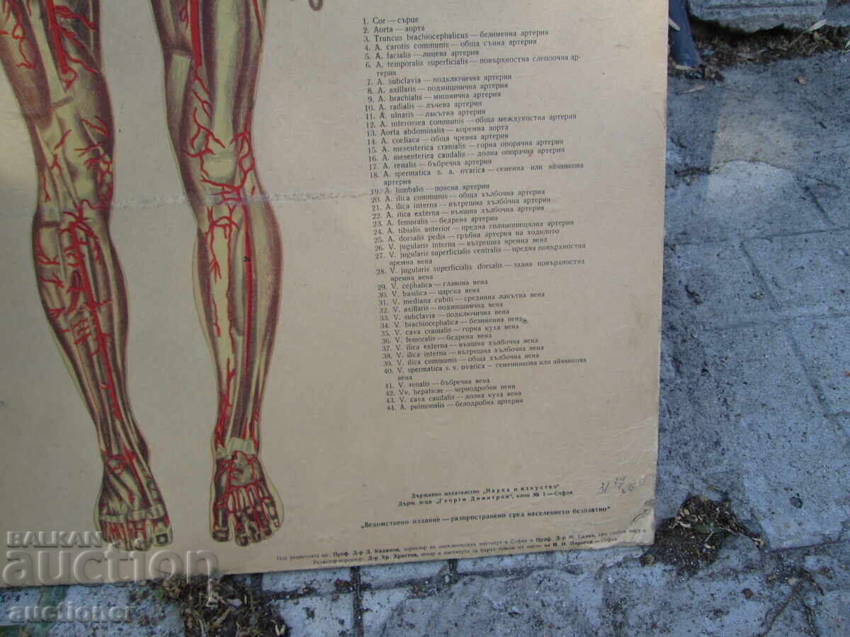 Licitație TABLOU VECHI EDUCAȚIONAL VOLUMINOS ANATOMIA OMULUI