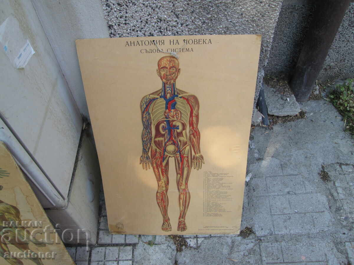 Livrarea TABLOU VECHI EDUCAȚIONAL VOLUMINOS ANATOMIA OMULUI
