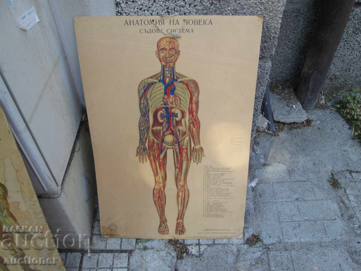 TABLOU VECHI EDUCAȚIONAL VOLUMINOS ANATOMIA OMULUI - 6