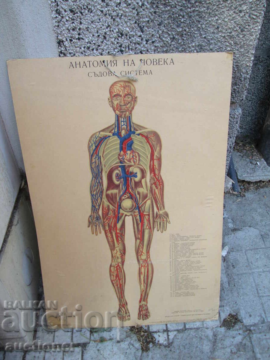 TABLOU VECHI EDUCAȚIONAL VOLUMINOS ANATOMIA OMULUI - 7