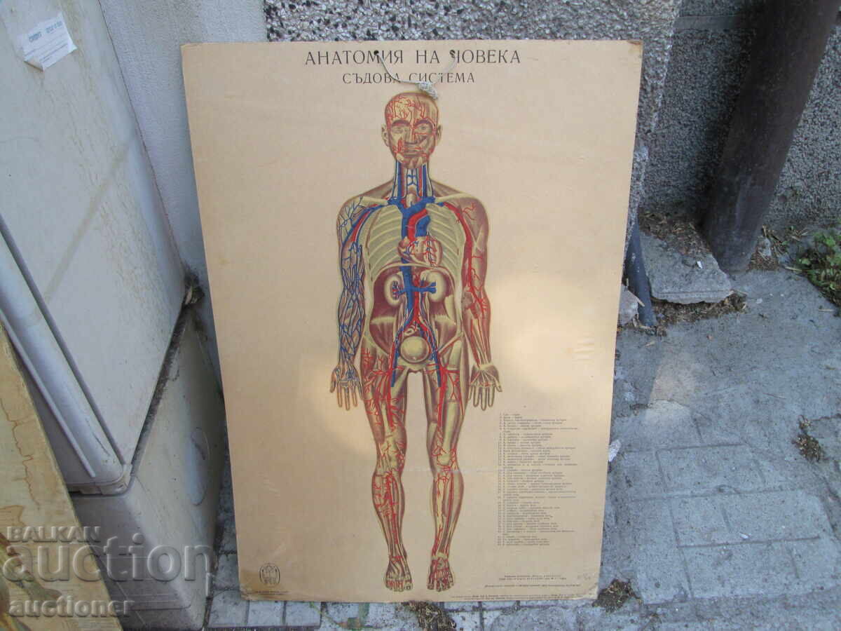 TABLOU VECHI EDUCAȚIONAL VOLUMINOS ANATOMIA OMULUI