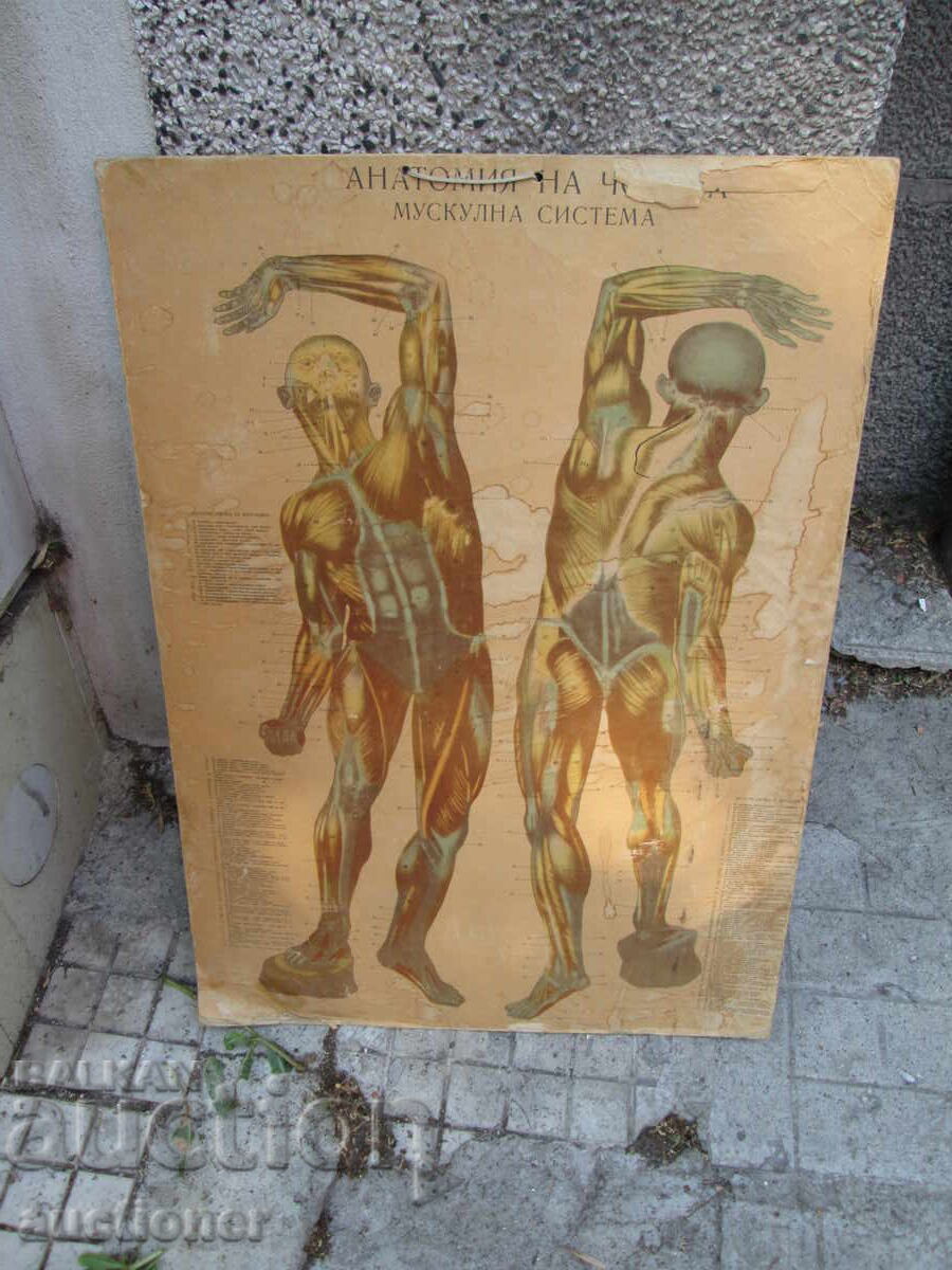 TABLOU DIDACTIC VECHI, VOLUMINOS, CU DOUĂ FEȚE, CITIȚI DESCRIEREA cu preț 40.00 BGN | € 20.45