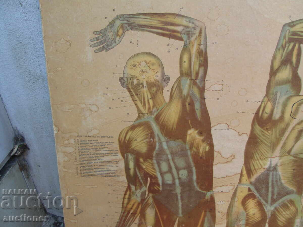 Licitație TABLOU DIDACTIC VECHI, VOLUMINOS, CU DOUĂ FEȚE, CITIȚI DESCRIEREA