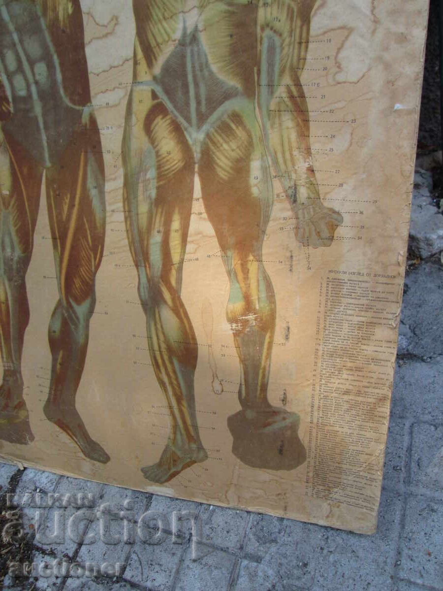 TABLOU DIDACTIC VECHI, VOLUMINOS, CU DOUĂ FEȚE, CITIȚI DESCRIEREA - 5