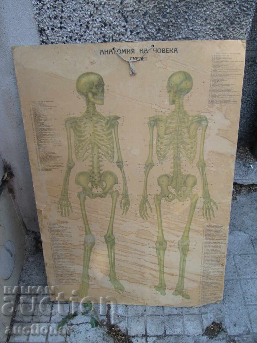 TABLOU DIDACTIC VECHI, VOLUMINOS, CU DOUĂ FEȚE, CITIȚI DESCRIEREA - 7