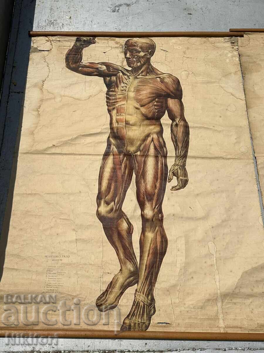 Auction Social Educational Medical Posters 1957 Auction Social Educational Medical Posters 1957