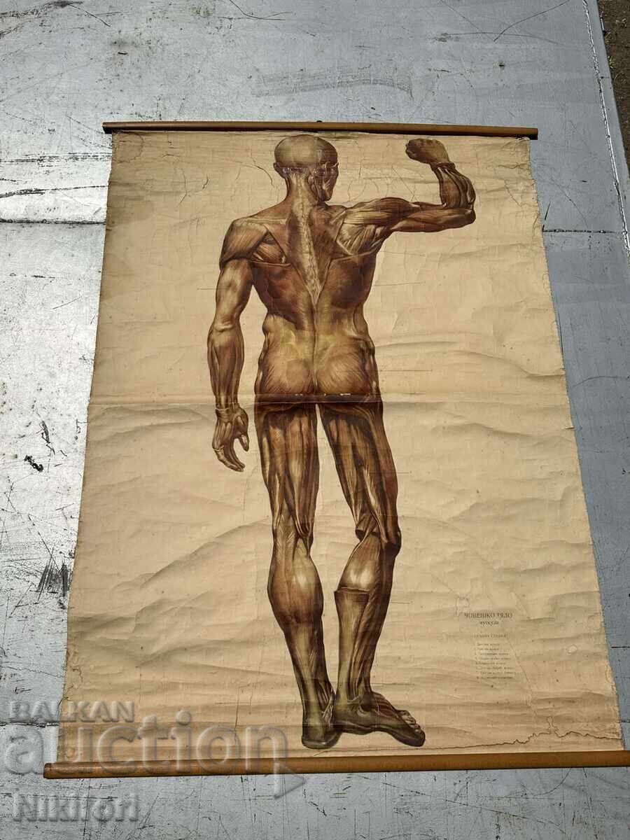 Delivery of Social Educational Medical Posters 1957 Delivery of Social Educational Medical Posters 1957