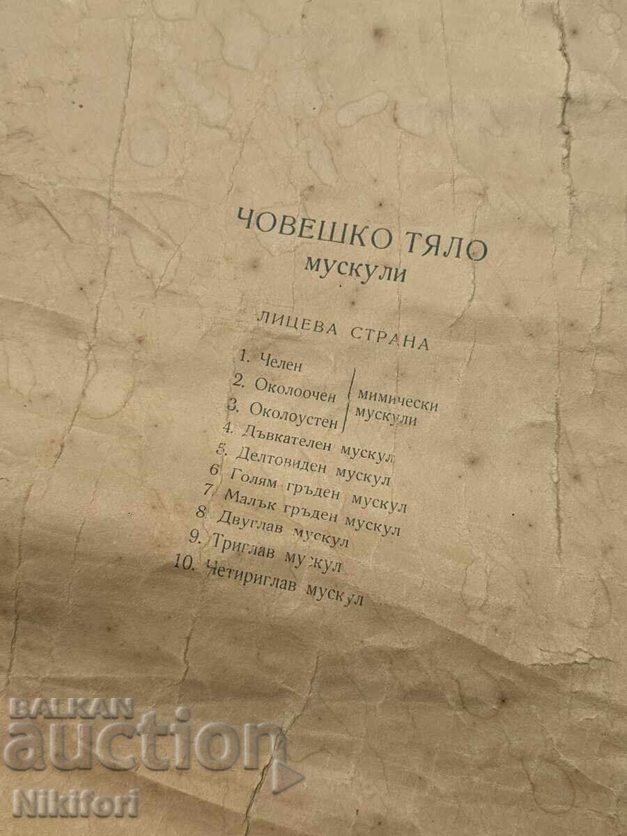 Social Educational Medical Posters 1957 - 5 Social Educational Medical Posters 1957 - 5