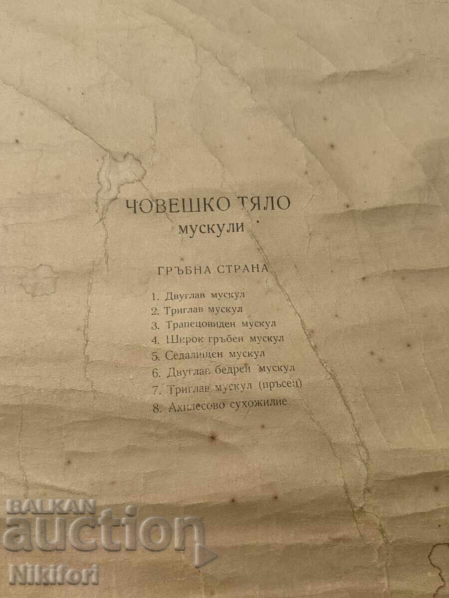 Social Educational Medical Posters 1957 - 6 Social Educational Medical Posters 1957 - 6