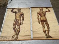 Social Educational Medical Posters 1957