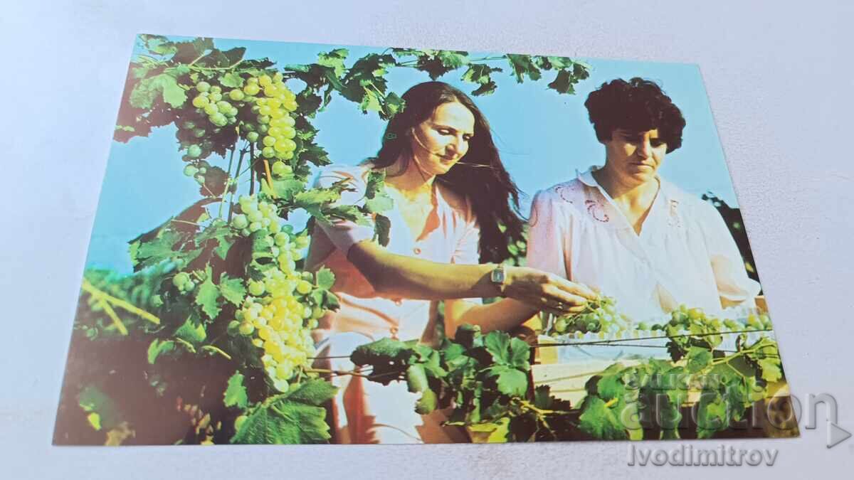 Ταχυδρομική κάρτα Οreshak Τρύγος 1983 Ταχυδρομική κάρτα Οreshak Τρύγος 1983