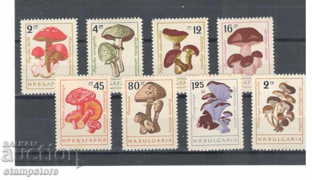 Mushrooms 1961 - serrated