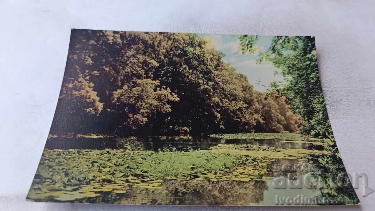 Postcard Ropotamo River 1966 Postcard Ropotamo River 1966