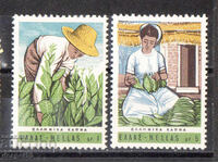 1966. Grecia. Cultivare de tutun în Grecia