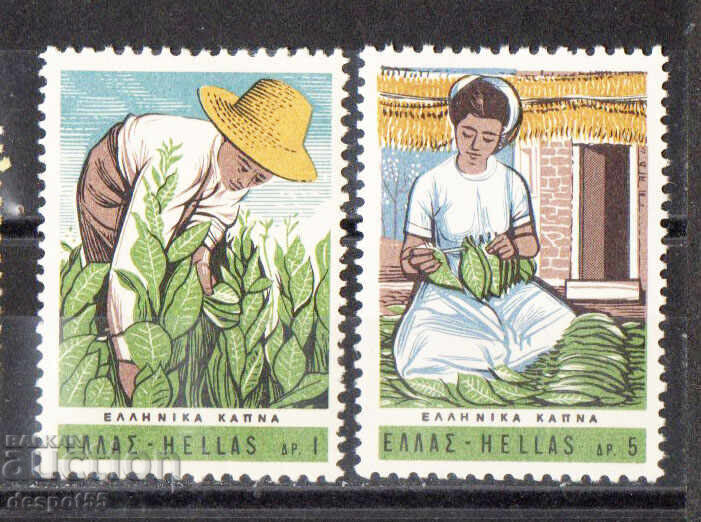 1966. Ελλάδα. Καλλιέργεια καπνού στην Ελλάδα 1966. Ελλάδα. Καλλιέργεια καπνού στην Ελλάδα