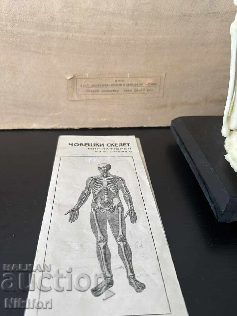 Social Educational Model of a Human Skeleton with price 185.00 BGN | € 94.59