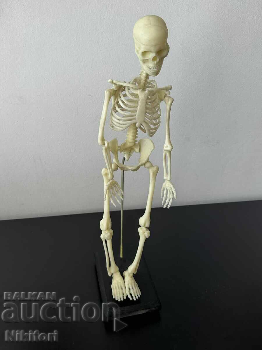 Social Educational Model of a Human Skeleton - 5