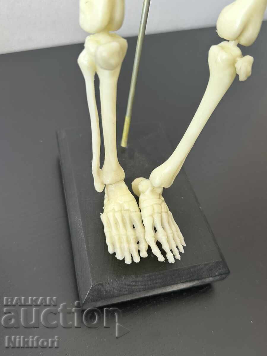 Social Educational Model of a Human Skeleton - 7