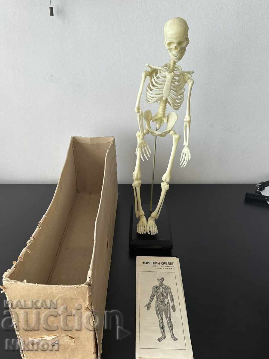Social Educational Model of a Human Skeleton