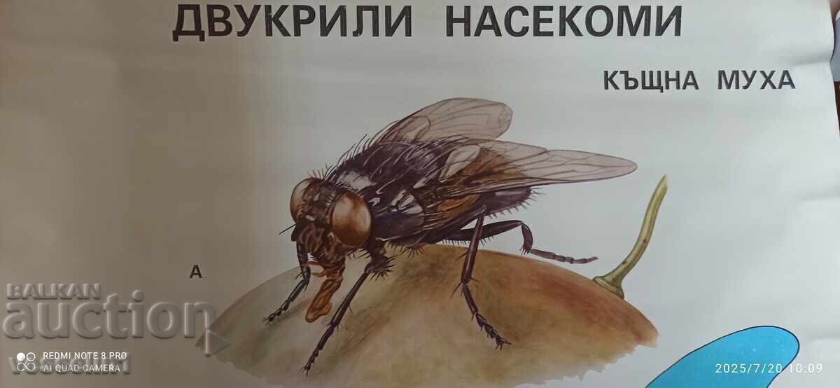 Vechi tablou didactic diptere ,,muscă,, din anii '70 Soc 100cm/68cm cu preț € 14.32 | 28.01 BGN Vechi tablou didactic diptere ,,muscă,, din anii '70 Soc 100cm/68cm cu preț € 14.32 | 28.01 BGN
