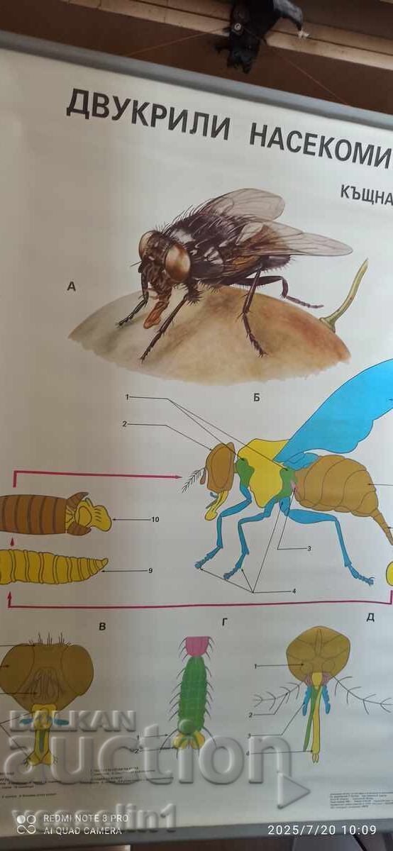 Vechi tablou didactic diptere ,,muscă,, din anii '70 Soc 100cm/68cm Vechi tablou didactic diptere ,,muscă,, din anii '70 Soc 100cm/68cm
