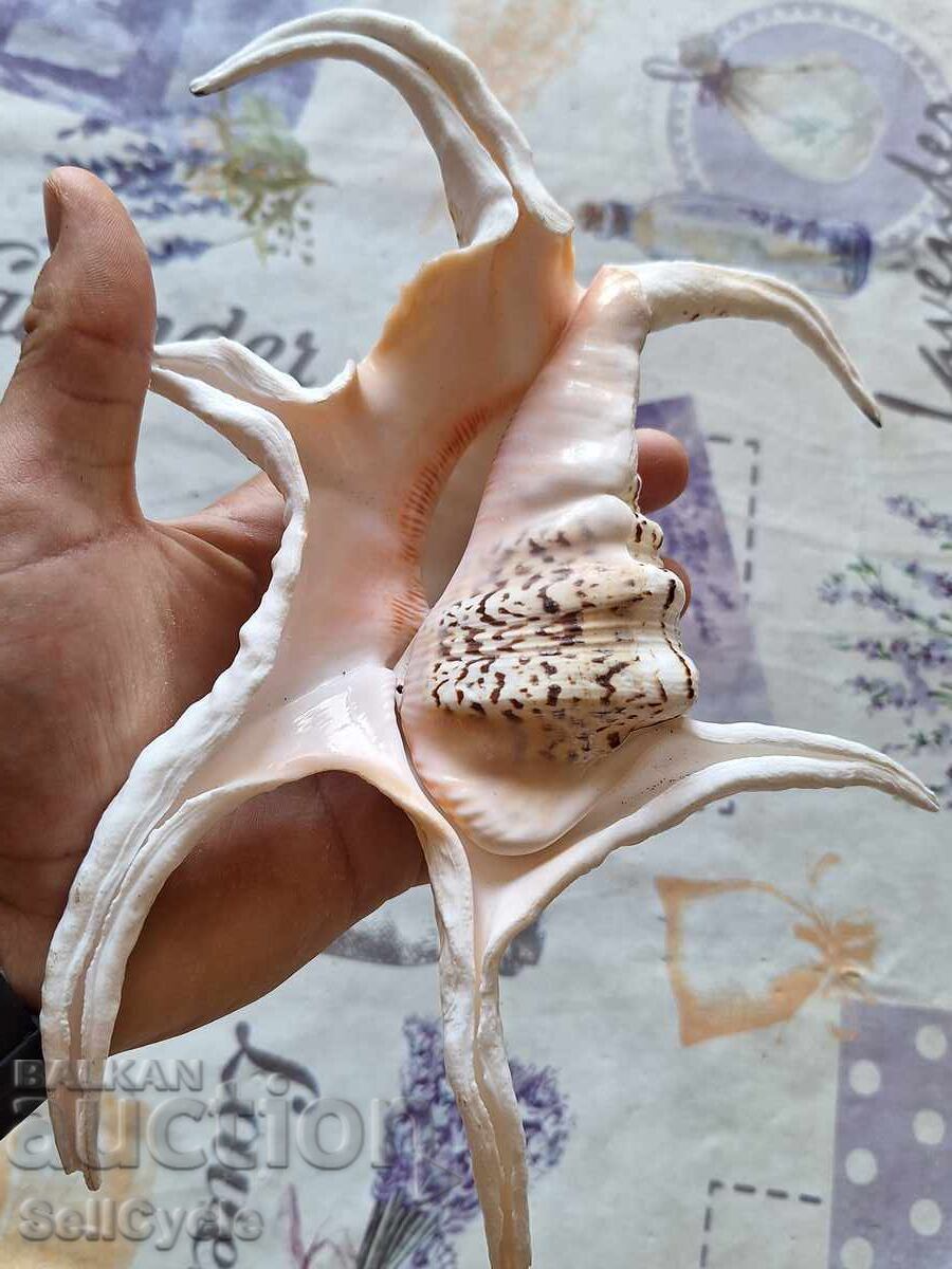 ✅MELC DE MARE MARE❗ cu preț 20.00 BGN | € 10.23