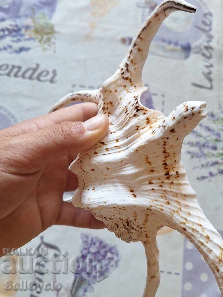 Licitație ✅MELC DE MARE MARE❗