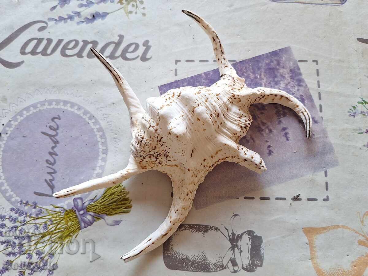 ✅MELC DE MARE MARE❗