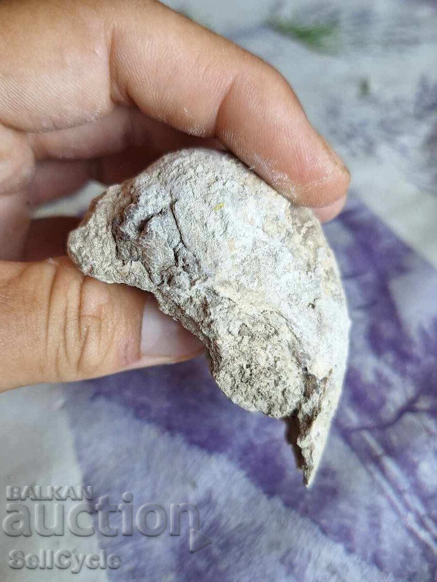 Auction  ✅ FOSSIL - STRIDA!