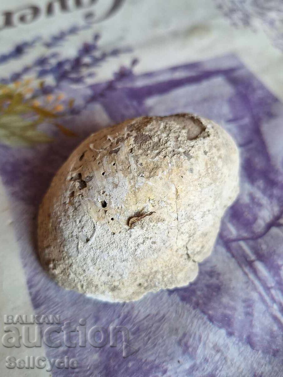 ✅ FOSSIL - STRIDA!