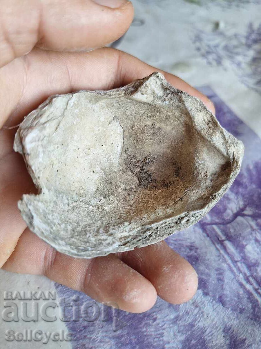 ✅ FOSSIL - STRIDA! with price 1.00 BGN | € 0.51