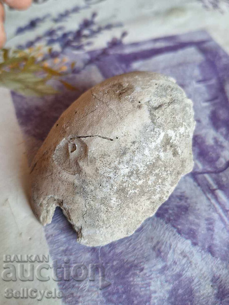 ✅ FOSSIL - STRIDA!