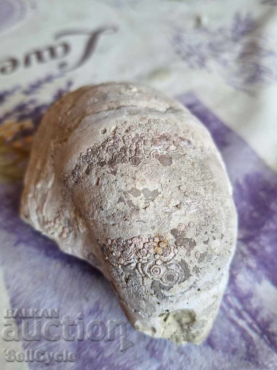 Auction  ✅ FOSSIL - STRIDA!