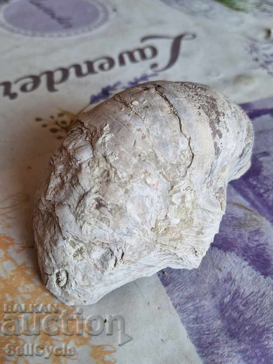 ✅ FOSSIL - STRIDA!