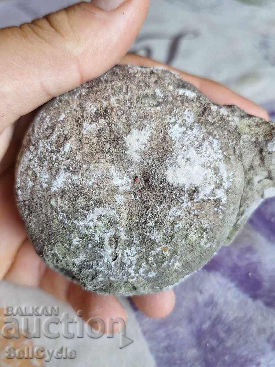 ✅ FOSSIL - SEA URCHIN ❗ with price 3.00 BGN | € 1.53