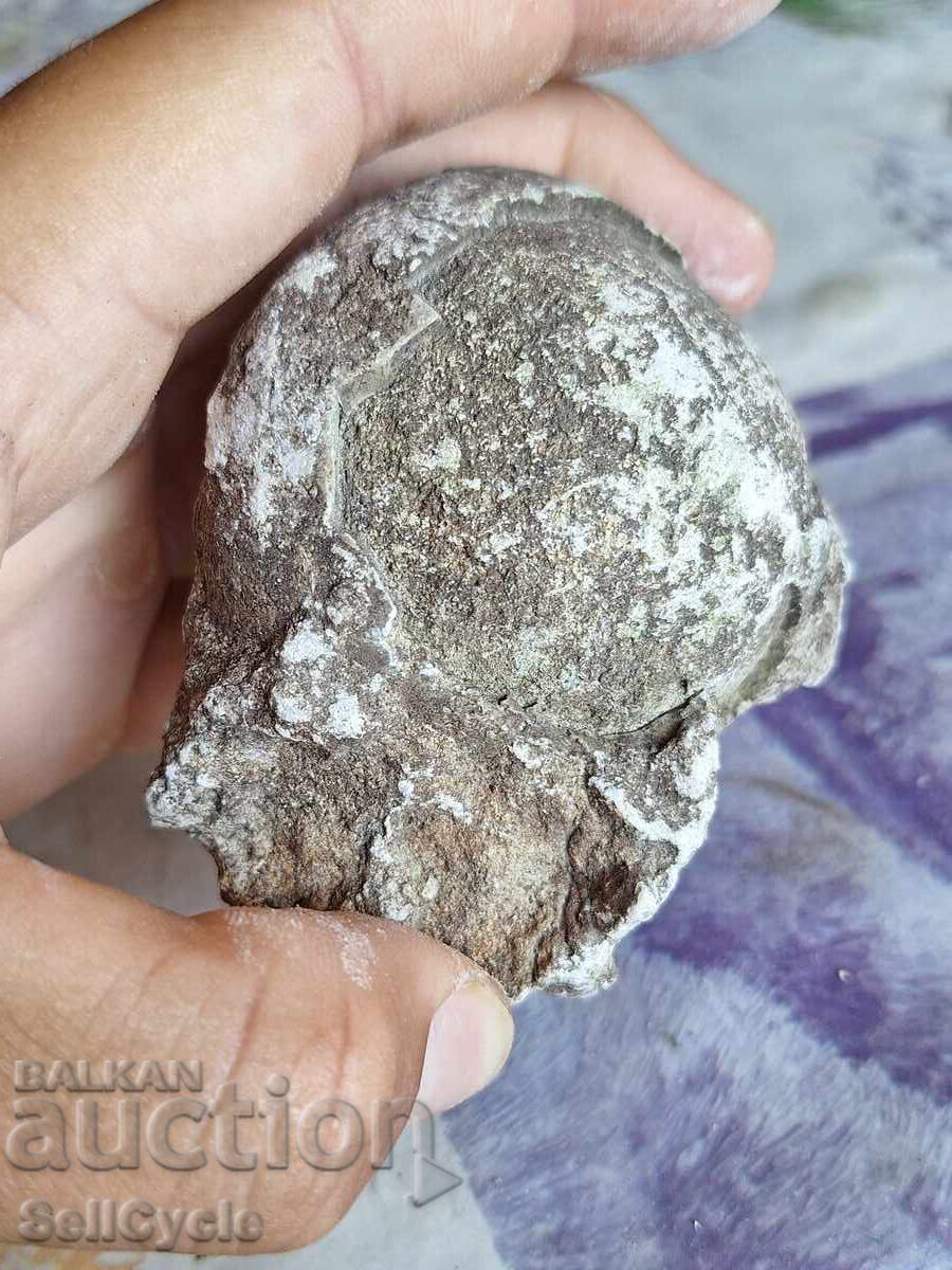 Delivery of ✅ FOSSIL - SEA URCHIN ❗