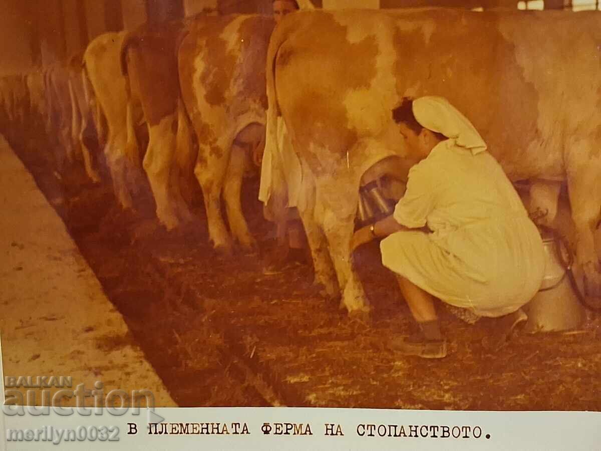 Photo album with the United TKZS "First of May" Radul Minchev - 5