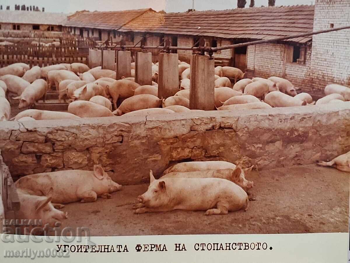 Photo album with the United TKZS "First of May" Radul Minchev - 6