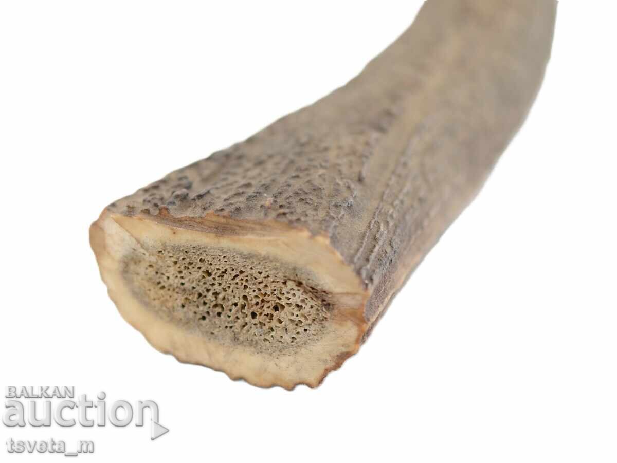 Animal Horn with price 15.00 BGN | € 7.67 Animal Horn with price 15.00 BGN | € 7.67