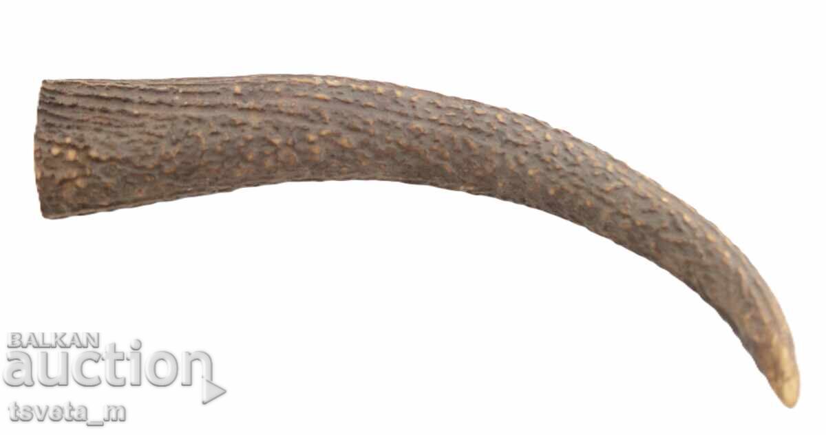 Auction Animal Horn Auction Animal Horn