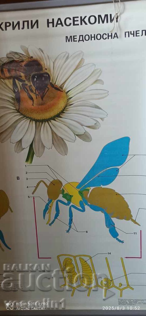 Old educational poster bee (hymenopteran insects) Soc 100cm/68cm with price € 14.50 | 28.36 BGN